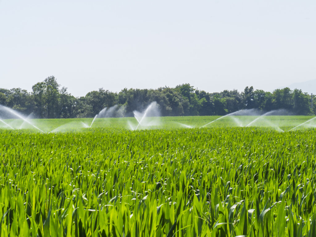 corn fields cycling path llagostera being watered cut